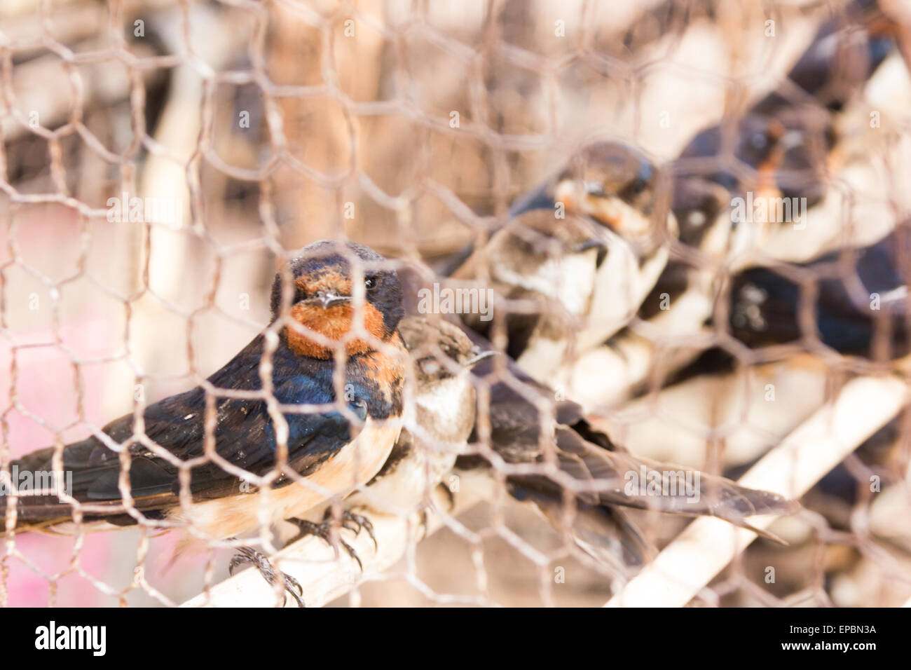 Les oiseaux dans la cage d'être libérés Banque D'Images
