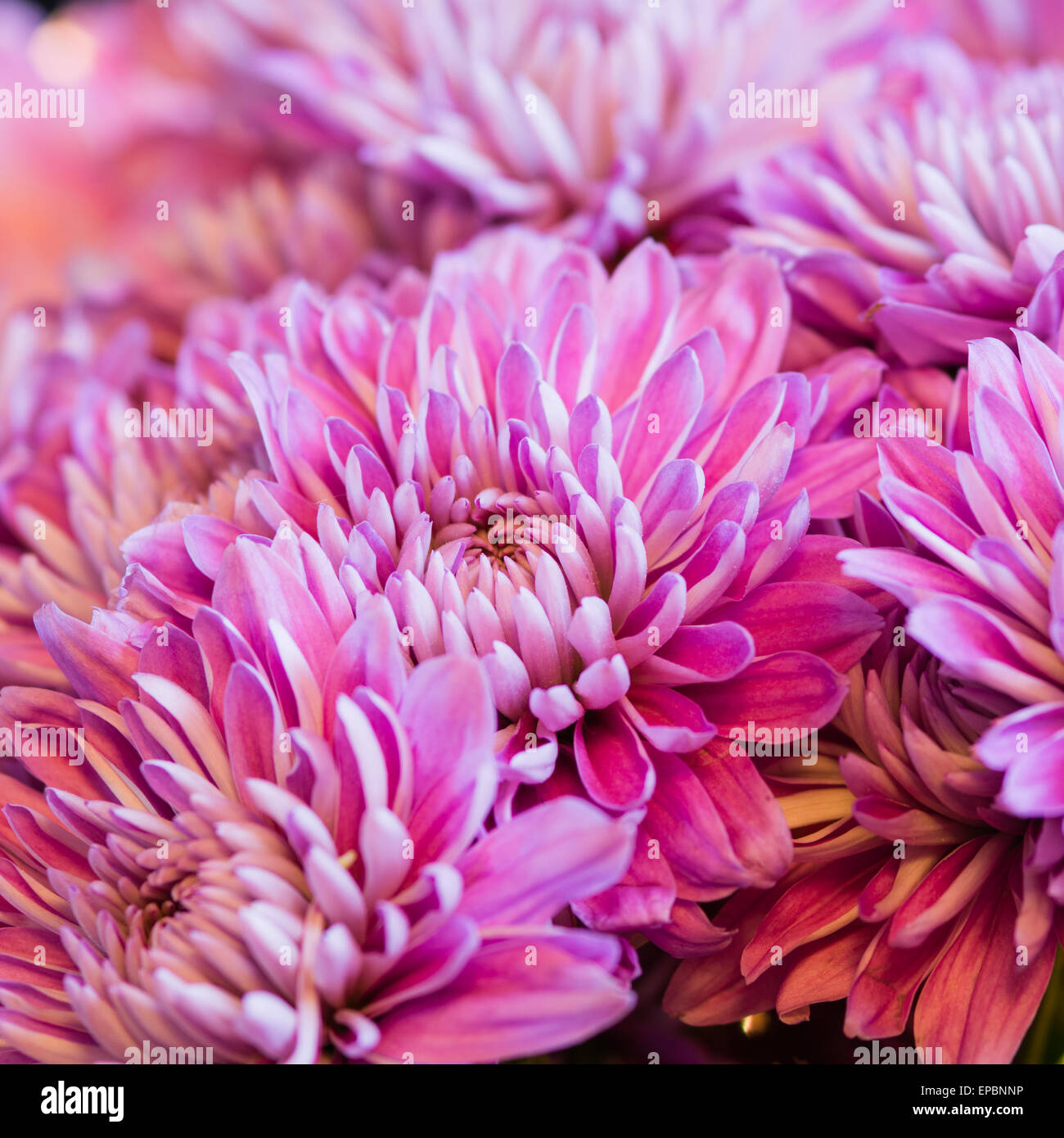 Fleurs de chrysanthème Banque D'Images