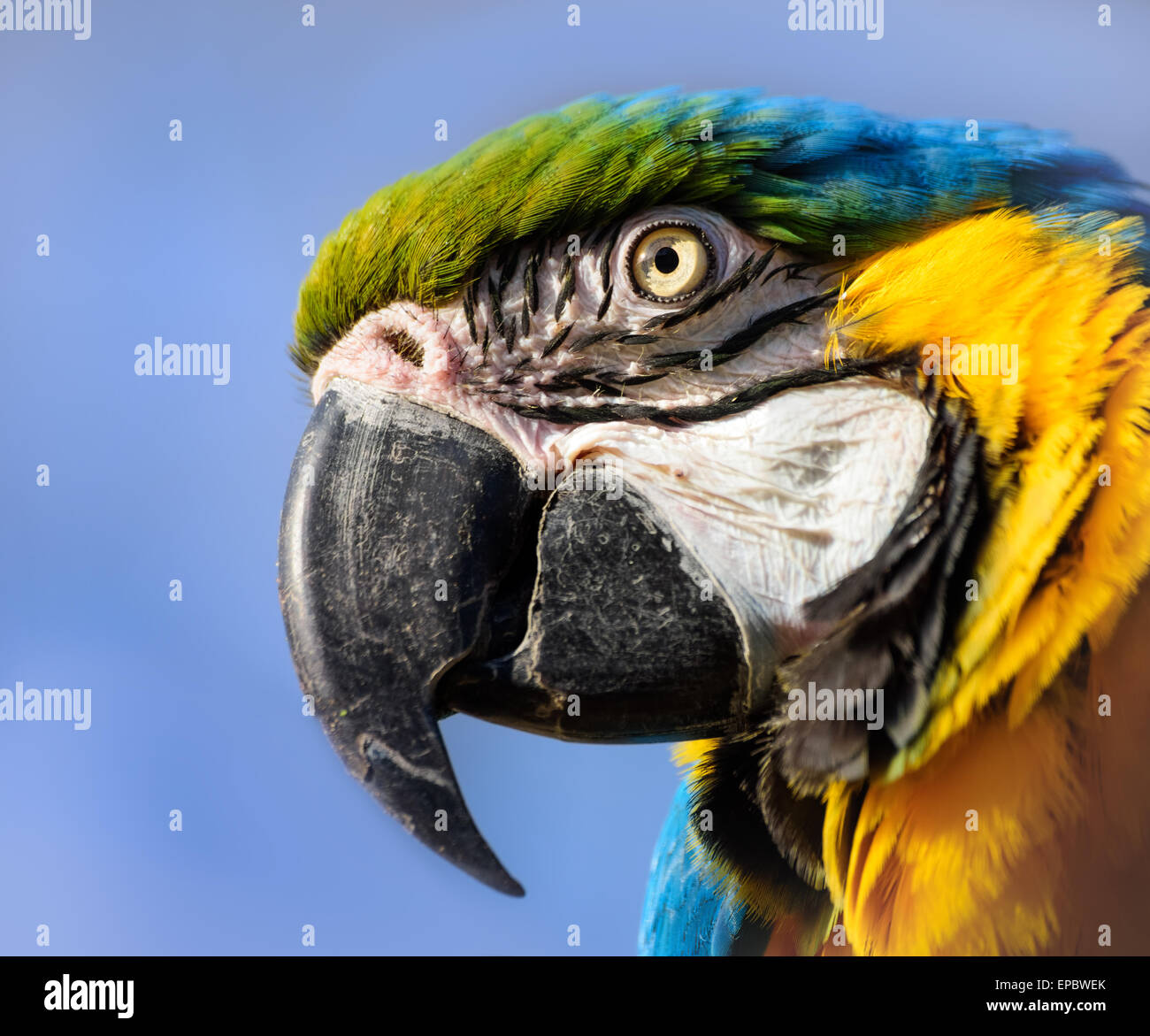 Macaw Parrot portrait, bleu et jaune, New York Banque D'Images