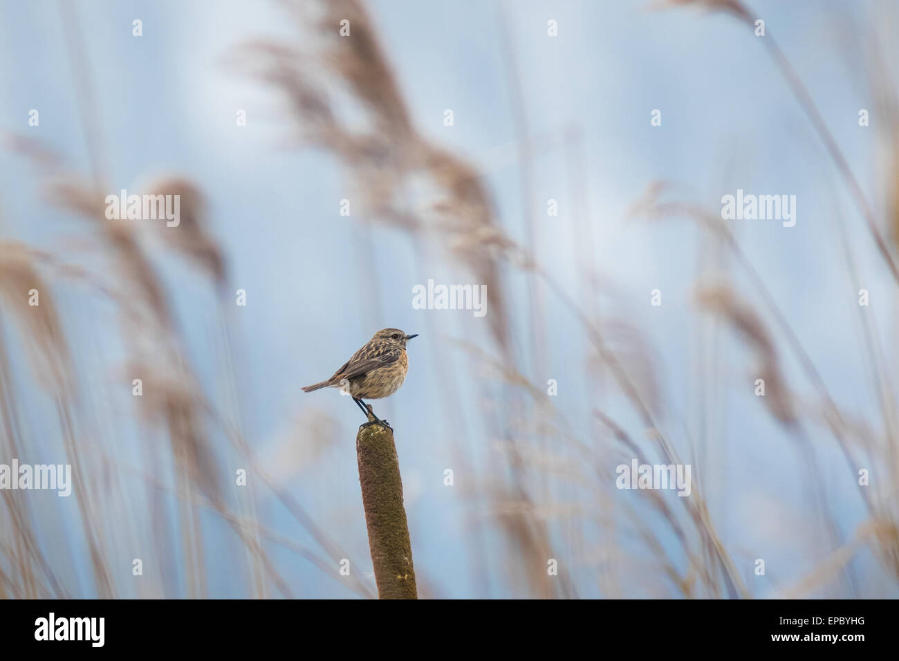 Les vents froids de l'hiver rendez-vous dans les roseaux provoquant un flou. Une femelle European stonechat perché sur l'avant-plan. Banque D'Images