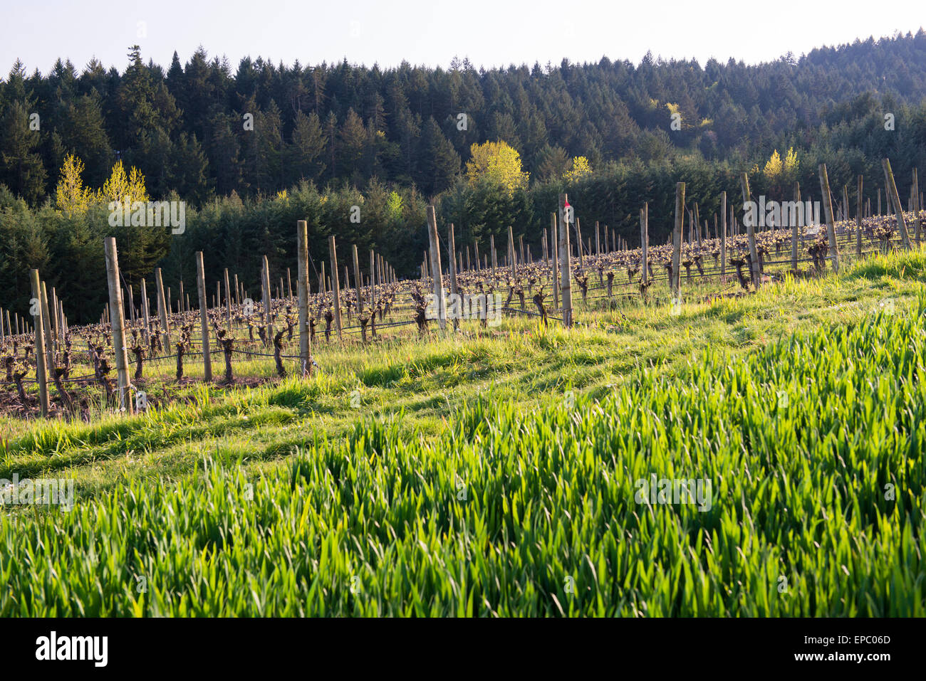 Pinot noir vignoble dans le Eola-Amity Hills AVA dans Polk Comté (Oregon). Banque D'Images
