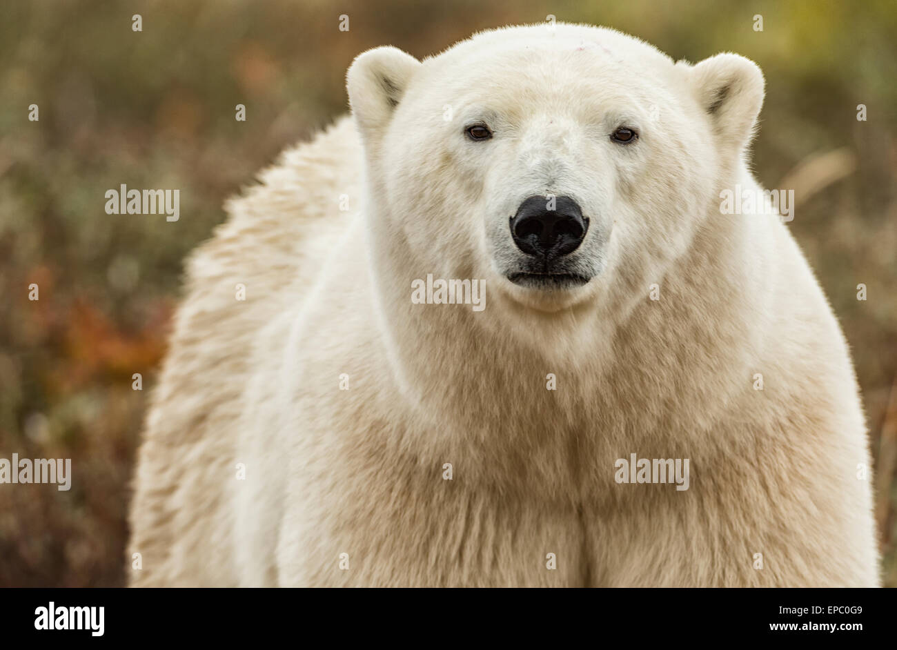 Portrait d'ours polaire, Manitoba, Canada Photo Stock - Alamy