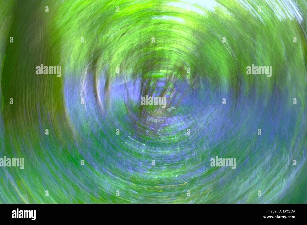 Bluebell Wood tunnel vision motion blur Banque D'Images