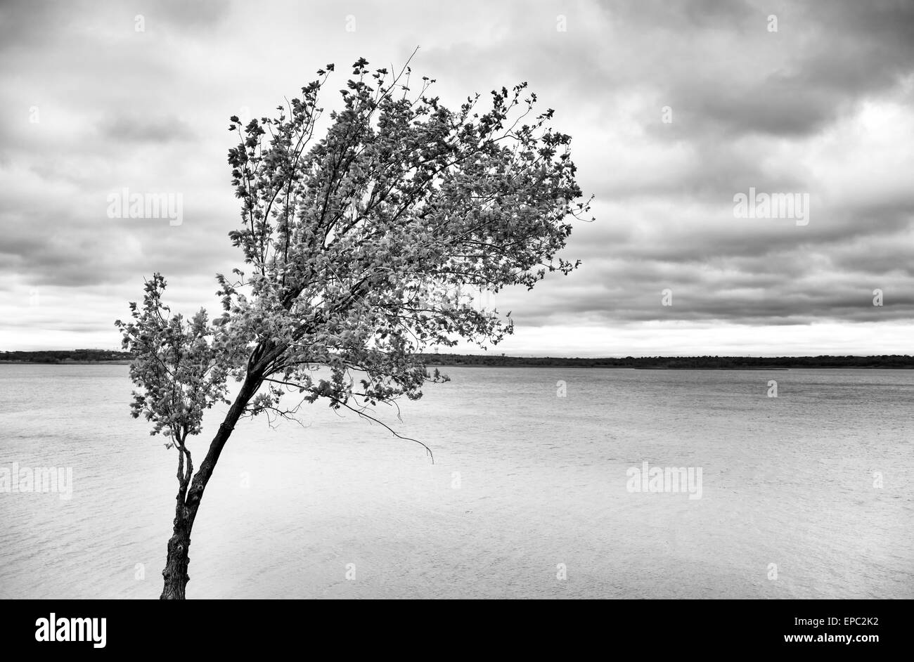 Lonely Tree in a park Banque D'Images