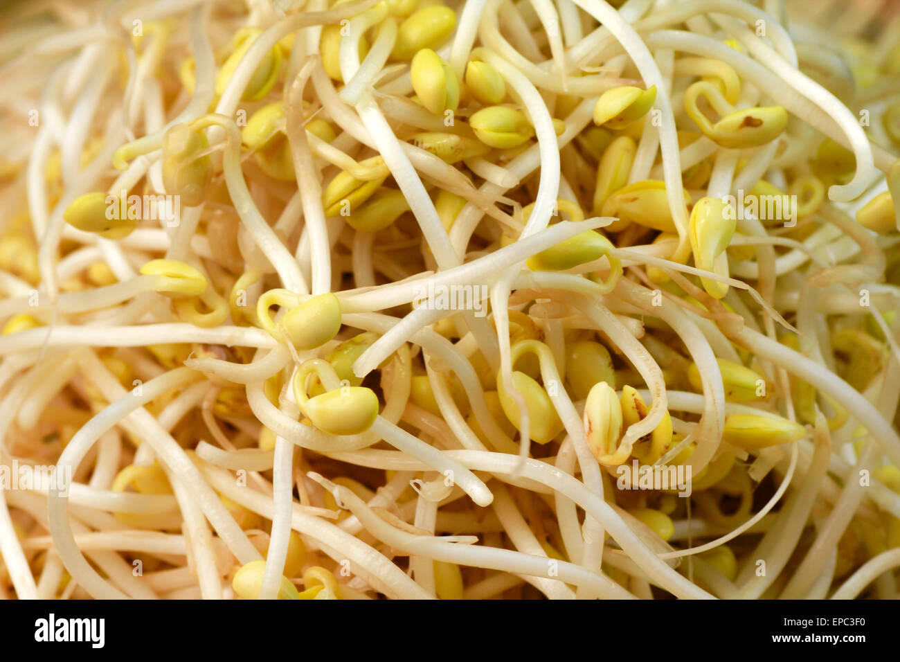 Germes de haricot Banque D'Images