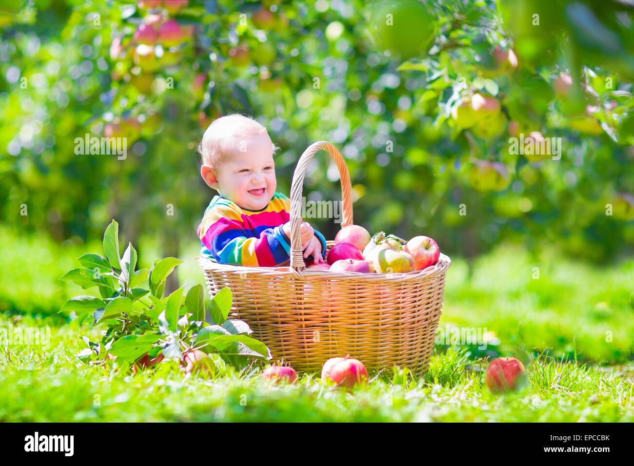 Cute funny little baby boy sitting dans un panier plein de pommes jouant dans un beau jardin de fruits sur une belle journée d'automne chaud dans Banque D'Images