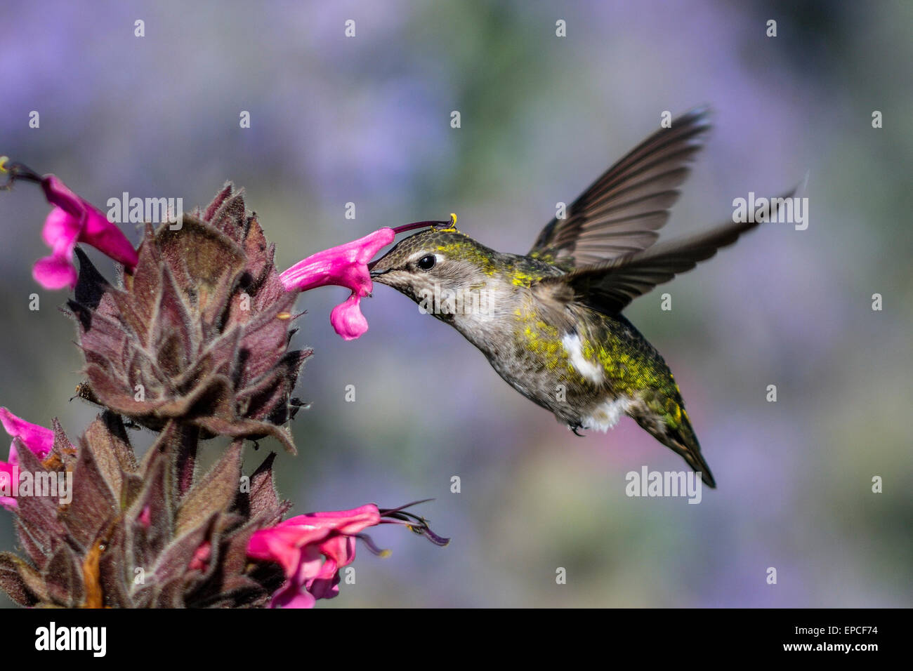 Colibri d'anna Calypte anna, Banque D'Images