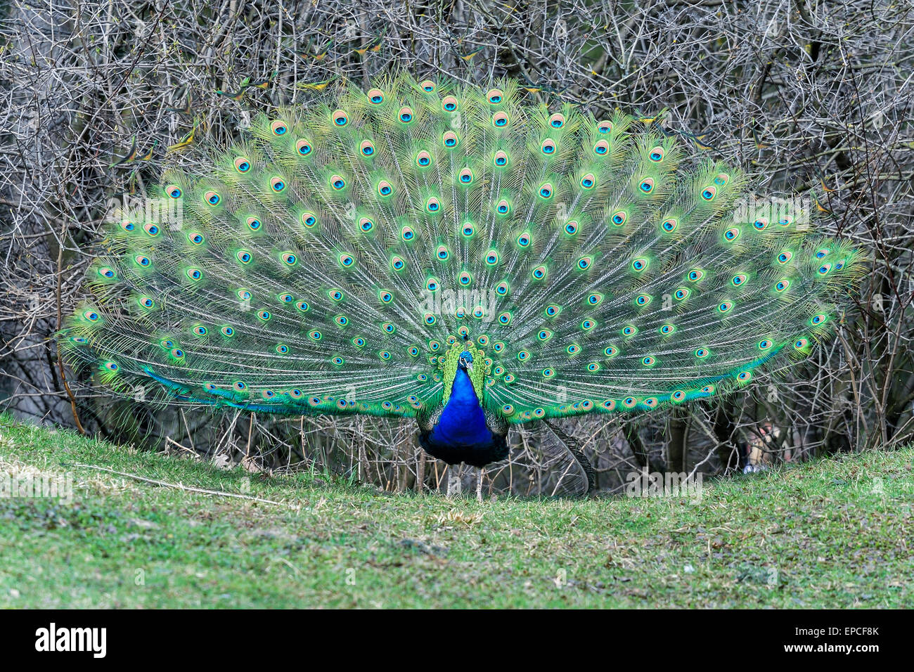 Paons Peacock, genre pavo Linnaeus Banque D'Images