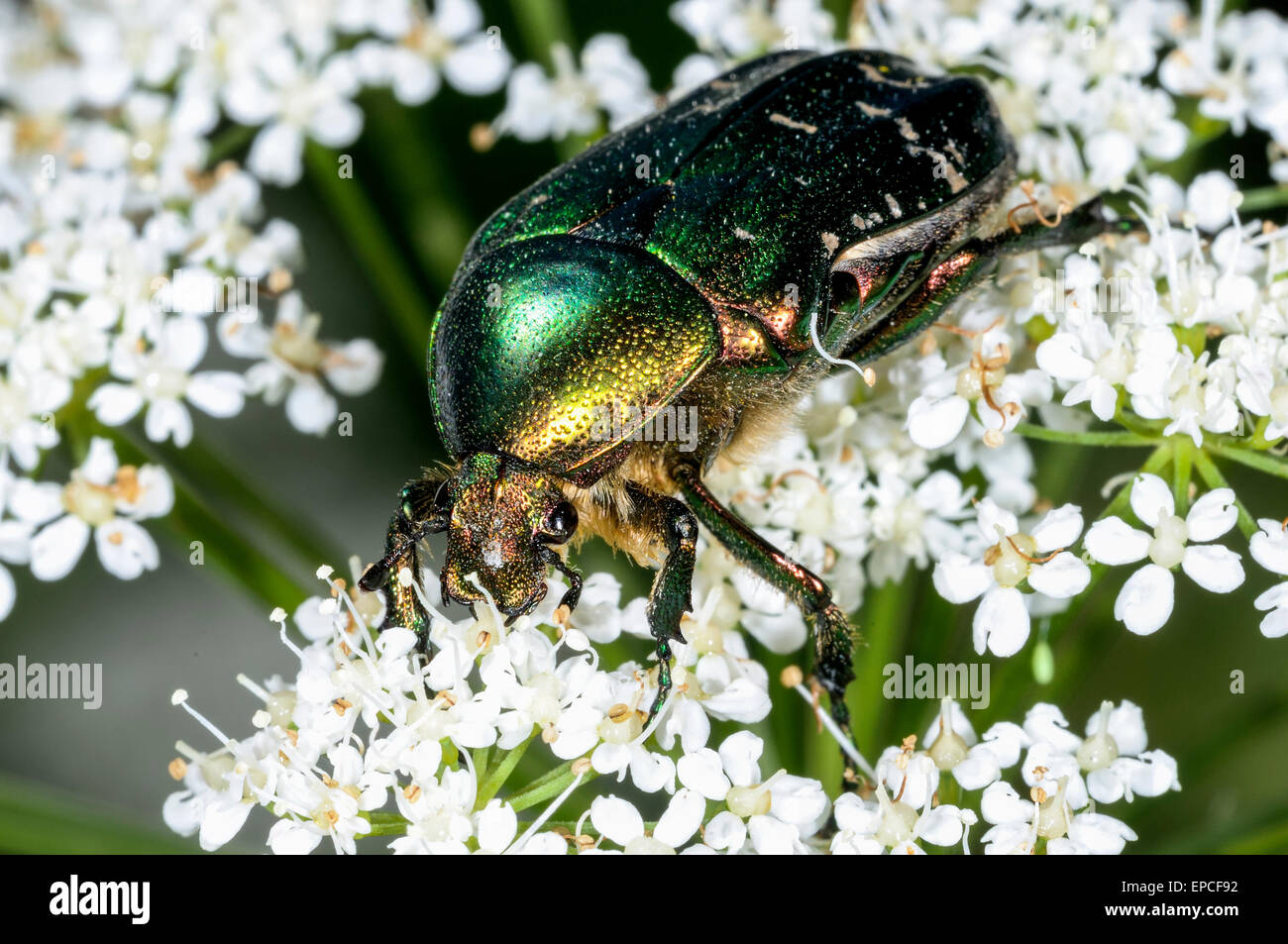 Chafer Cetonia aurata, rose Banque D'Images