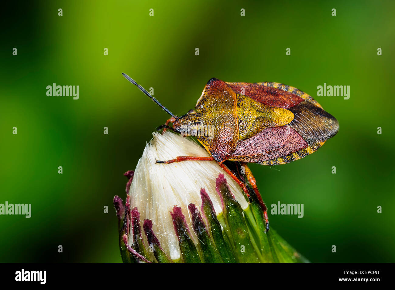 Carpocoris purpureipennis Banque D'Images