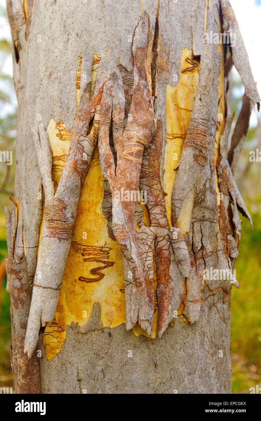 Scribbly Gum (Eucalyptus racemosa), Barrington Tops National Park, New South Wales, NSW, Australie Banque D'Images