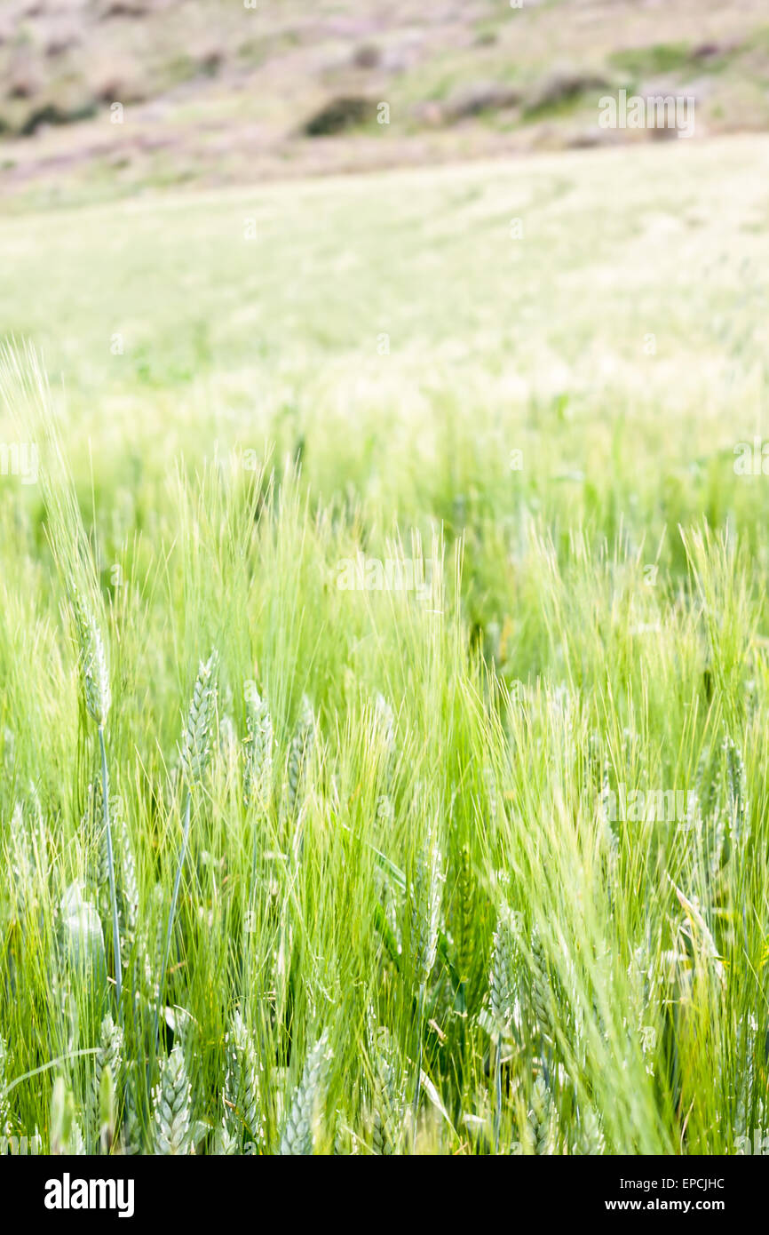 Blé vert de mer. En face d'un champ de blé, l'air d'un vert de mer Banque D'Images