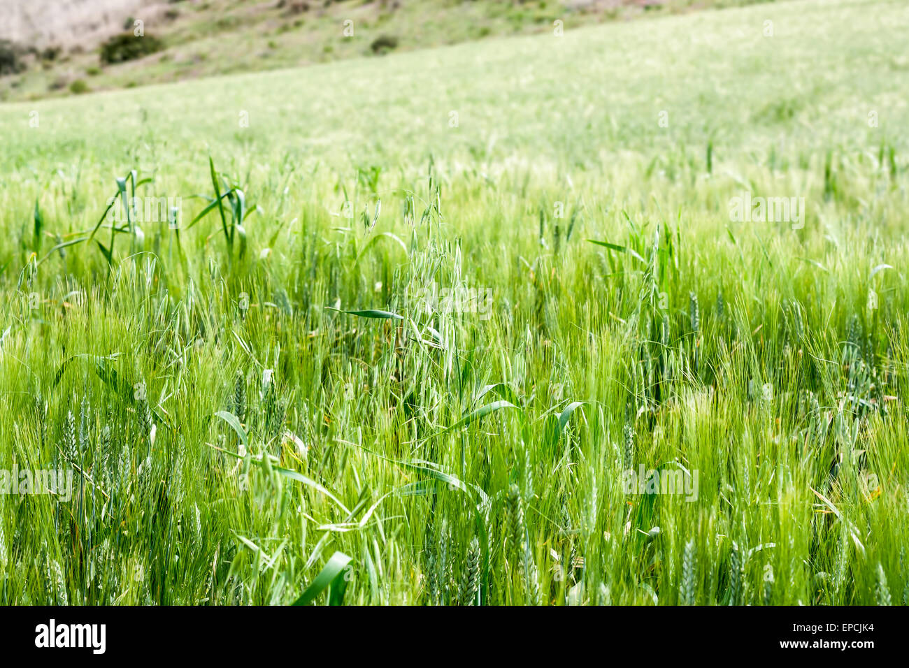 Blé vert de mer. En face d'un champ de blé, l'air d'un vert de mer Banque D'Images