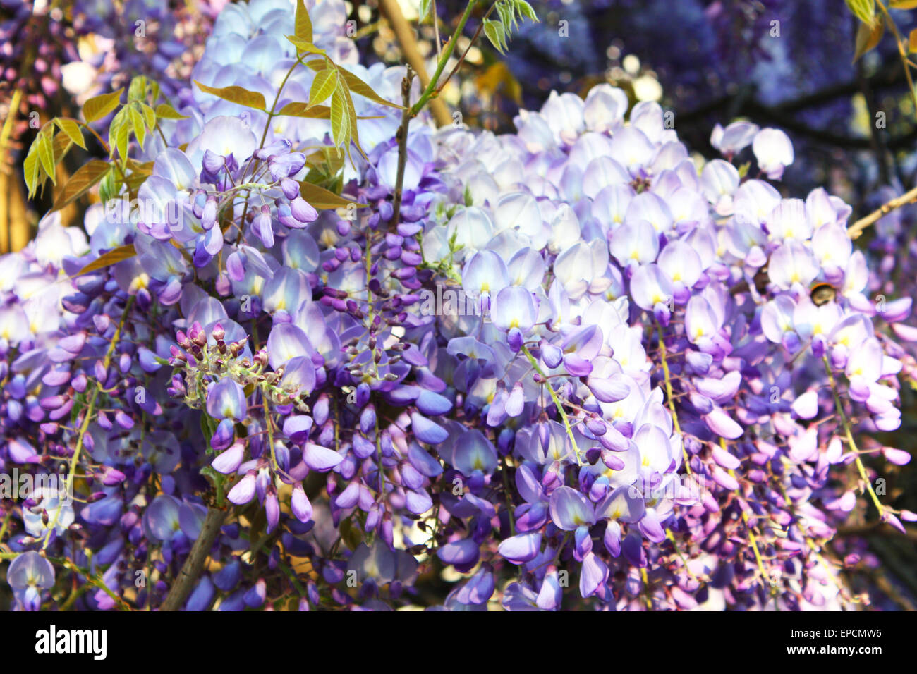Glycine violette fleurs et bourgeons Banque D'Images