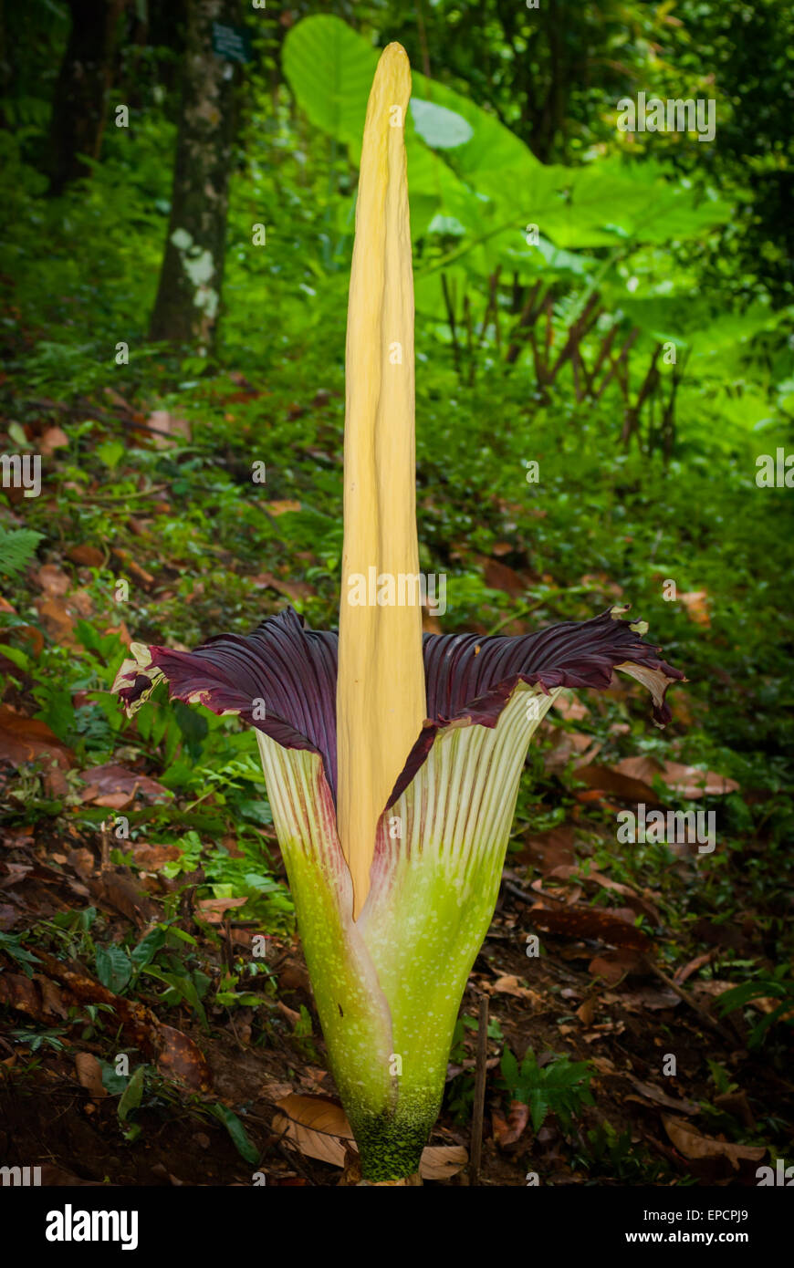 Titan arum (Amorphophallus titanum) d'origine sud Sumatra fleurit aux jardins botaniques de Bogor, Bogor, West Java, Indonésie. Banque D'Images