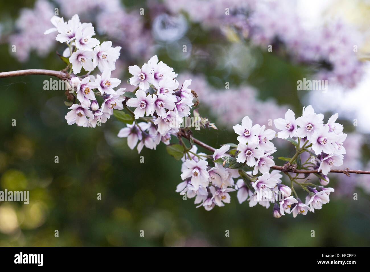 Deutzia purpurascens des fleurs au printemps. Banque D'Images