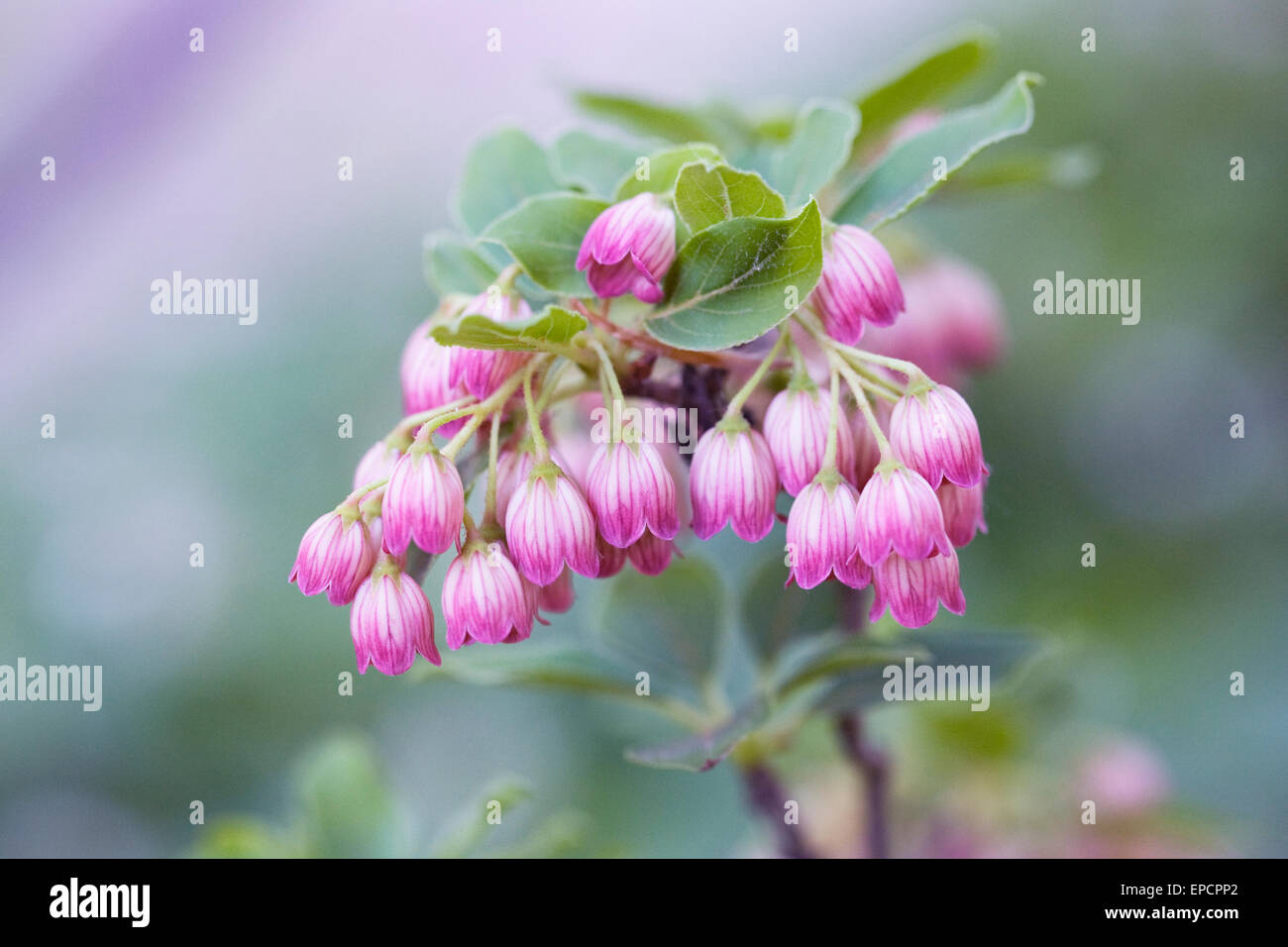 Enkianthus campanulatus des fleurs au printemps. Banque D'Images