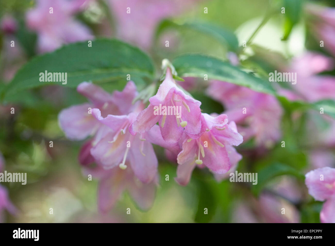 Weigela 'Féerie' fleurs. Banque D'Images