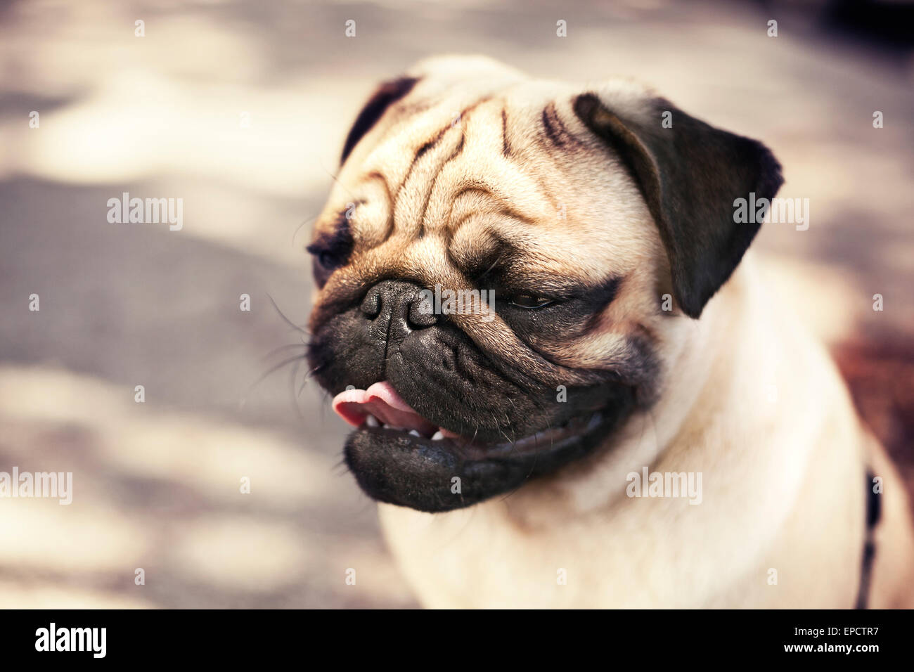 Portrait of Pug chien chiot mâle magnifique emplacement Banque D'Images