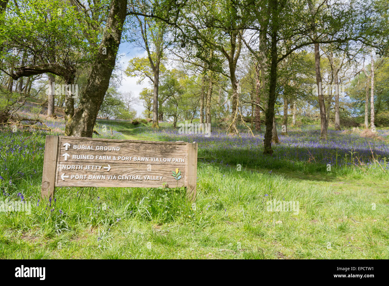 Bluebells et sentier du signe sur l'île écossaise de Inchcailloch sur le Loch Lomond - un court trajet en ferry de Balmaha, Scotland UK Banque D'Images