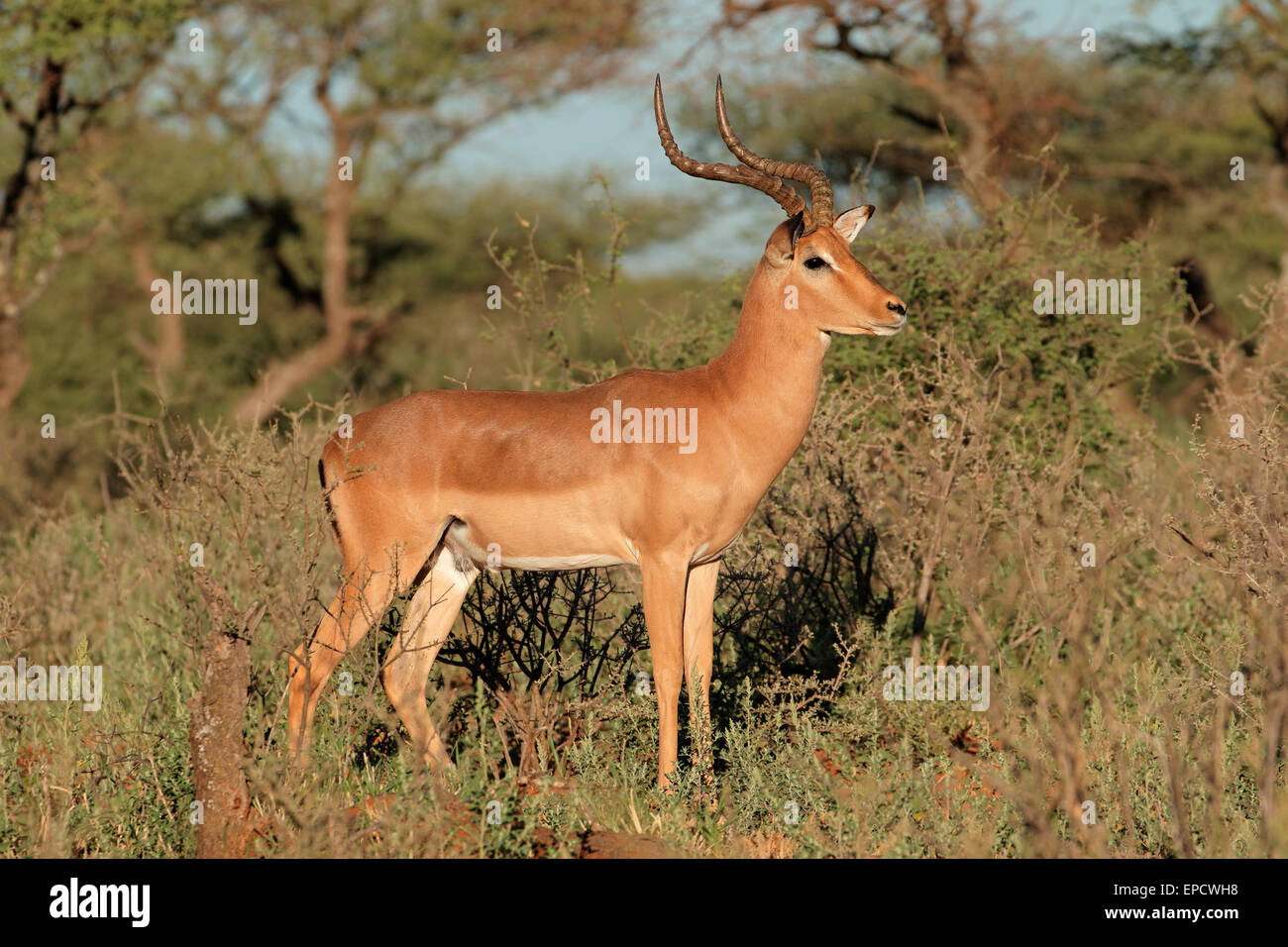 Un mâle antilope Impala (Aepyceros melampus) dans l'habitat naturel, l'Afrique du Sud Banque D'Images