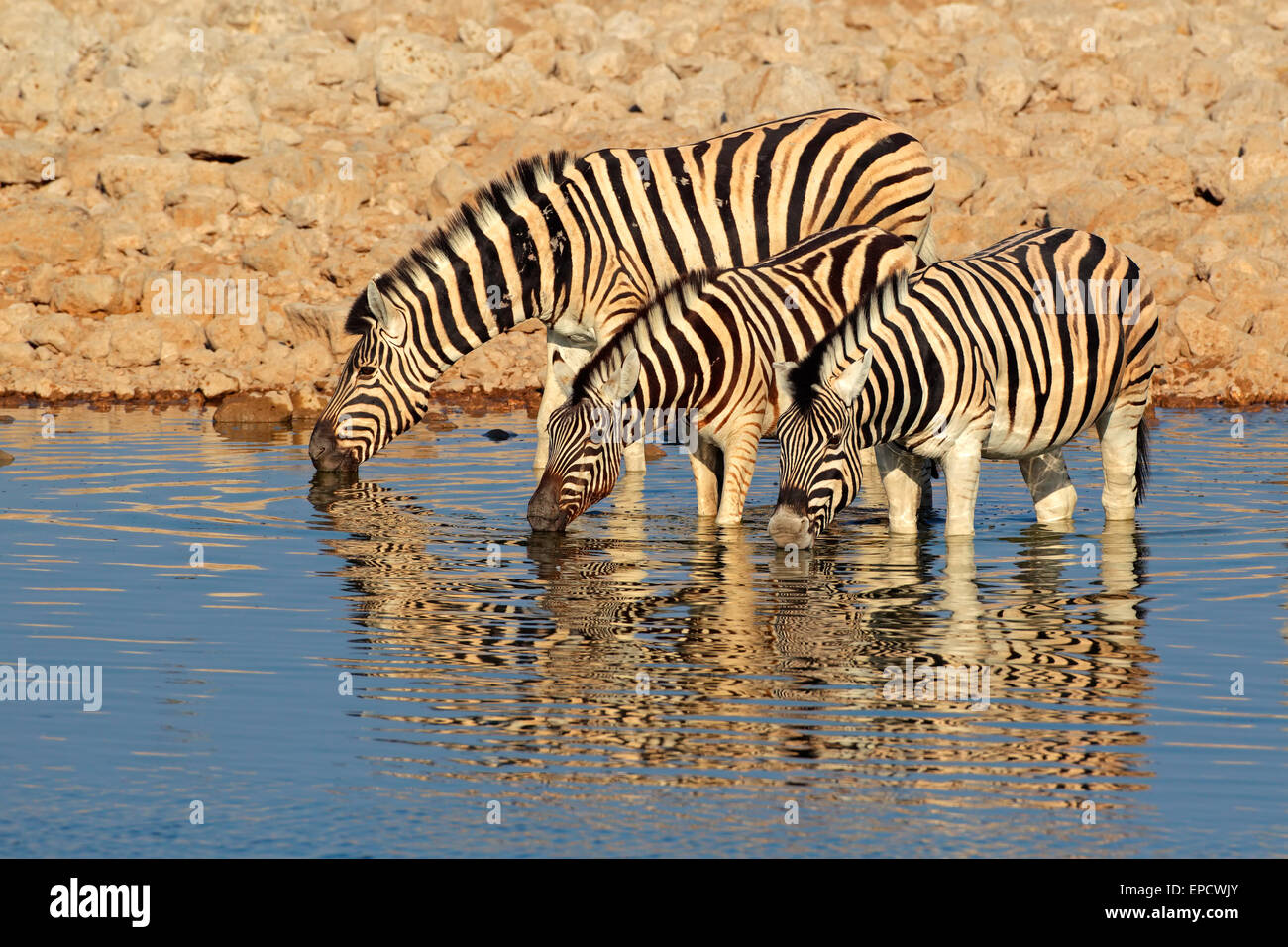 Les plaines (Burchell) zèbres (Equus burchelli) eau potable, Etosha National Park, Namibie Banque D'Images