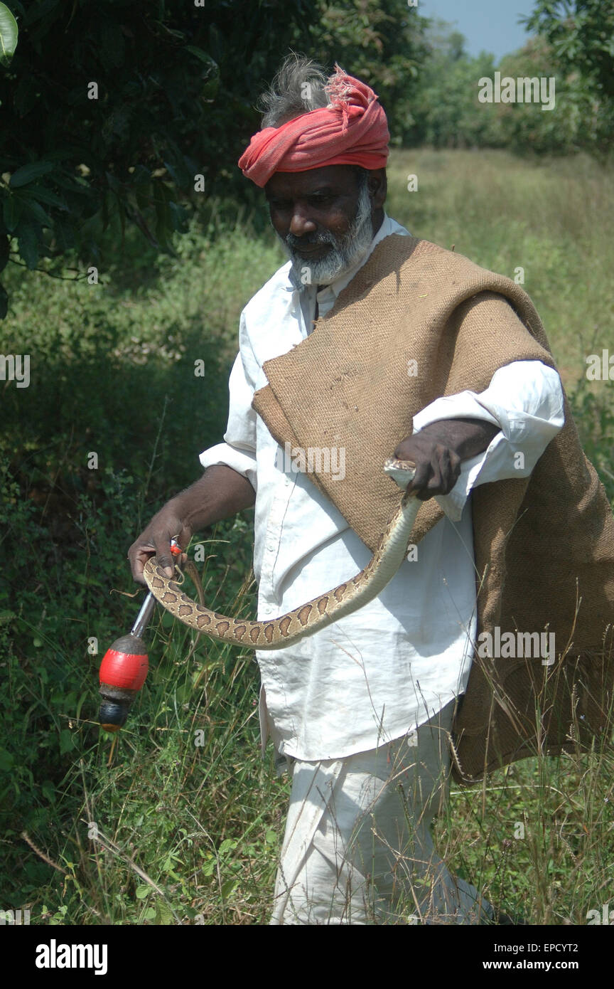 TIRUNELVELI, Tamil Nadu, Inde, le 28 février 2009 : les captures d'une vipère de Russell, Daboia russelii, le 28 février, 2009 Banque D'Images