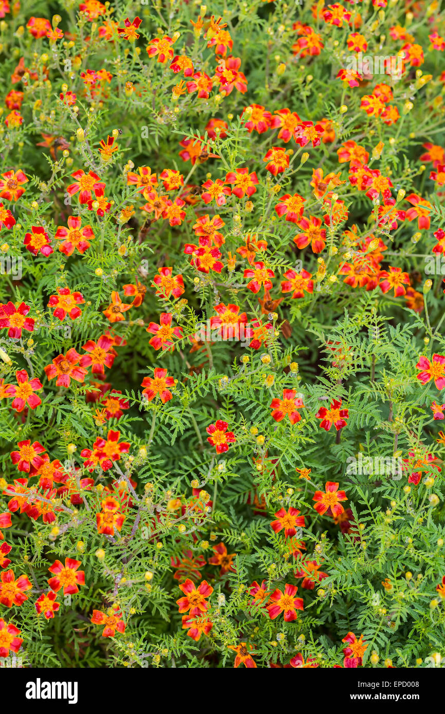 Un arrière-plan d'un seul type de souci avec feuillage floraison lacey connu comme un sceau marigold. Cette variété particulière est le Scar Banque D'Images