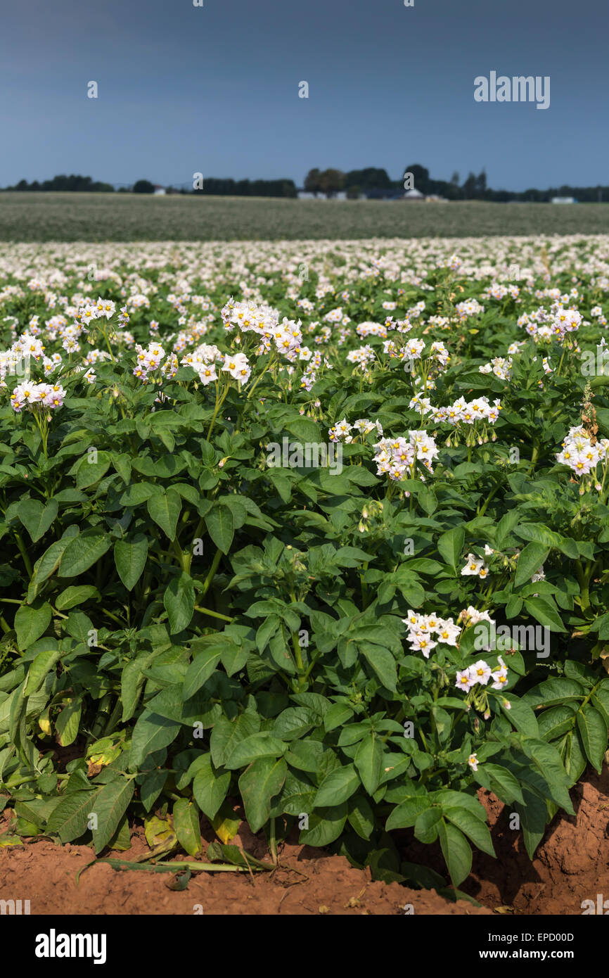 Plants de pommes de terre fleur dans un champ de pommes de terre dans les régions rurales de l'Île du Prince-Édouard, Canada. Banque D'Images