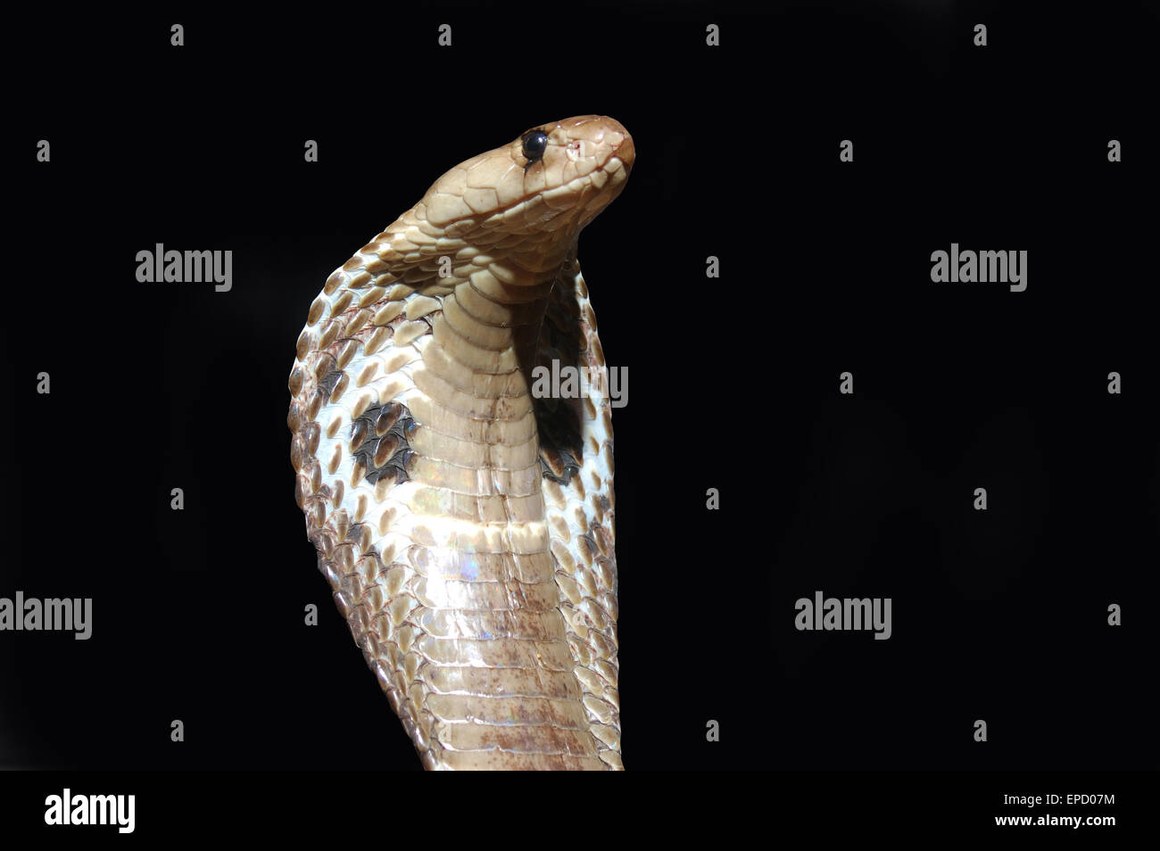 King Cobra, Naja naja, avec capot évasé sur fond noir,Tamil Nadu, Inde du Sud Banque D'Images