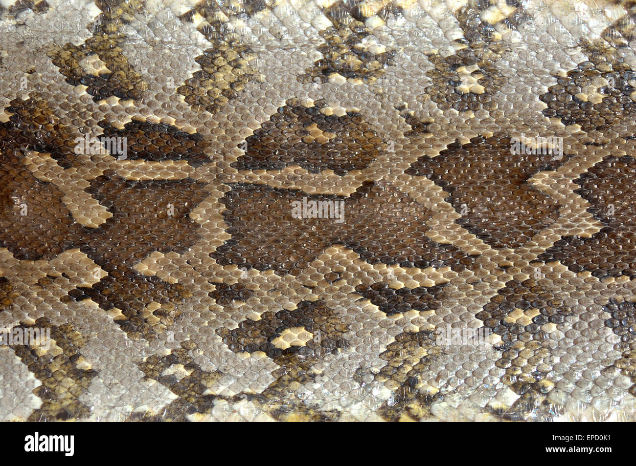 Camouflage sur peau de python Banque D'Images
