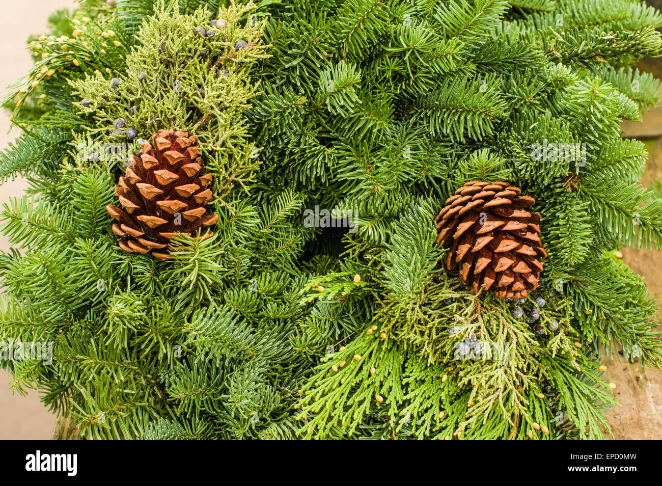 Couronne d'Evergreen faites avec des pommes de pin et de cèdre Banque D'Images