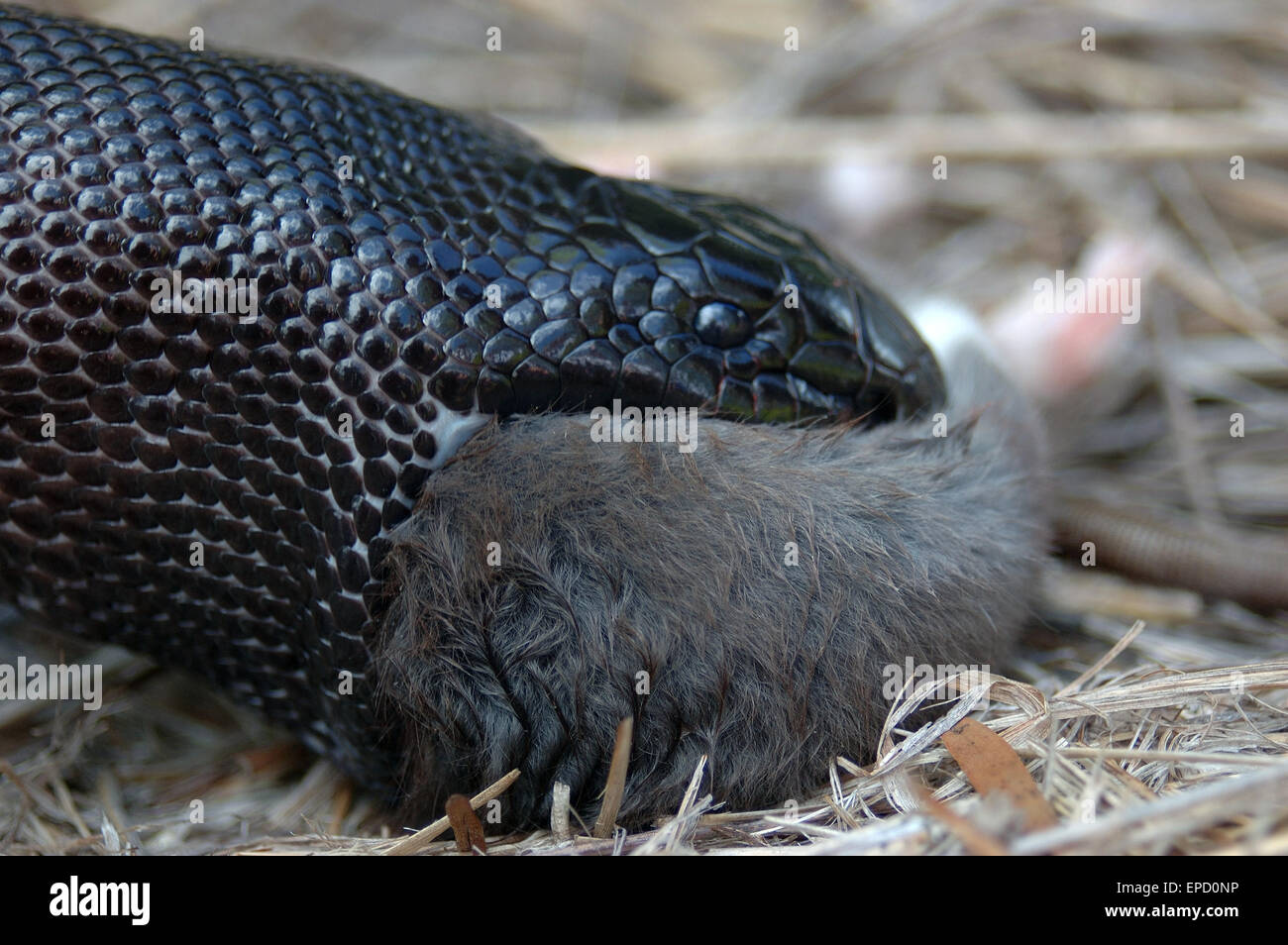 Python à tête noire australienne, Aspidites melanocephalus, avalant un rat noir, Rattus rattus Banque D'Images