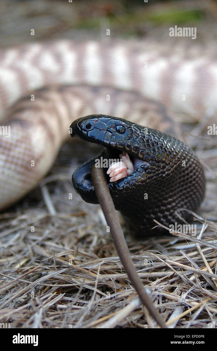 Python à tête noire australienne, Aspidites melanocephalus, avalant un rat noir, Rattus rattus Banque D'Images