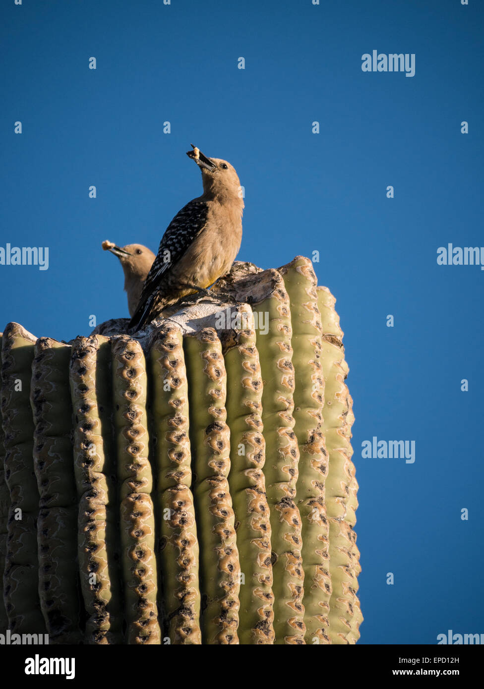 Gila Woodpecker (Melanerpes uropygialis) sur une branche de saguaro, Lost Dutchman State Park, Apache Junction, Arizona. Banque D'Images