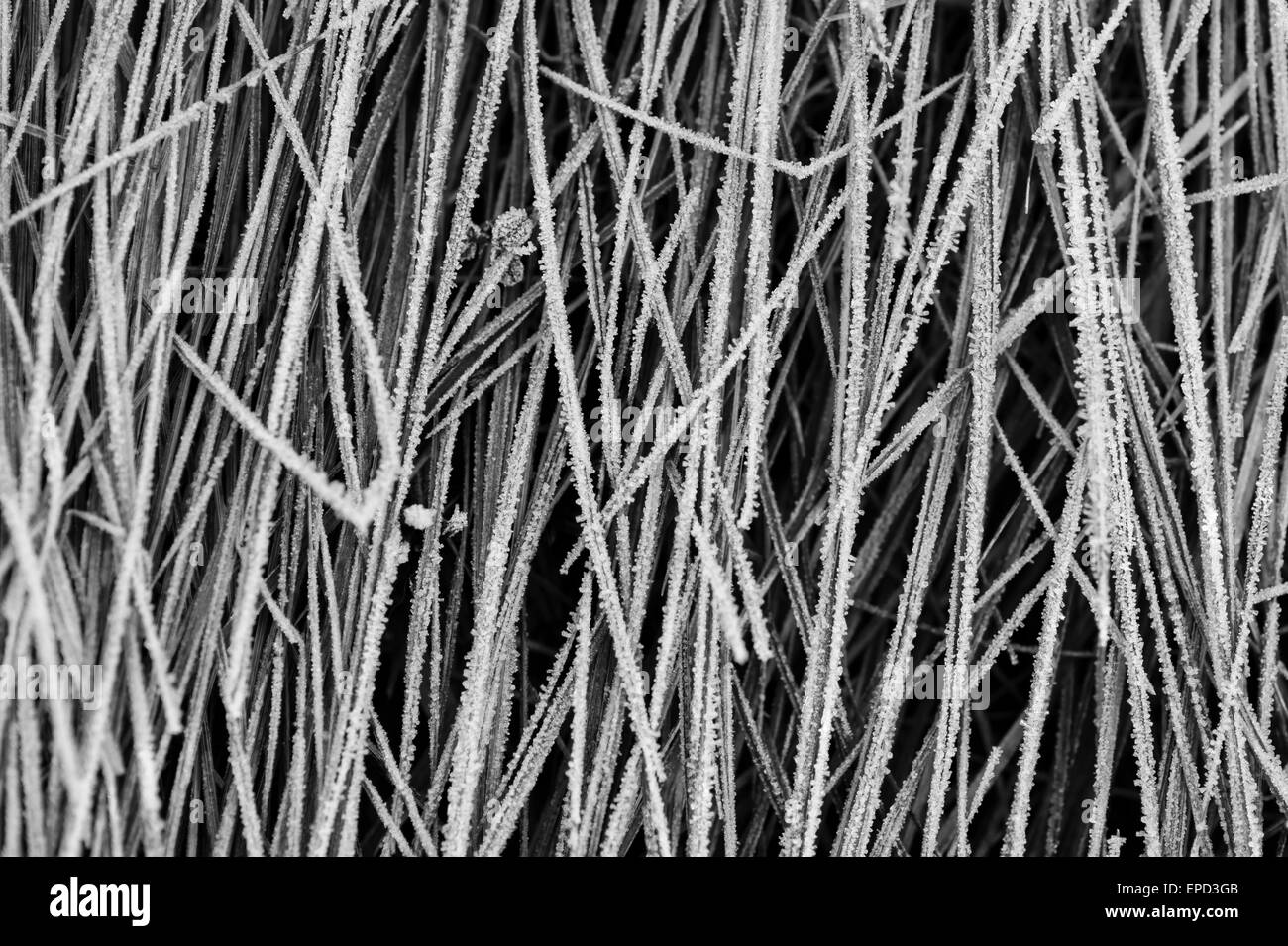 Close-up de schémas d'herbe congelé Banque D'Images