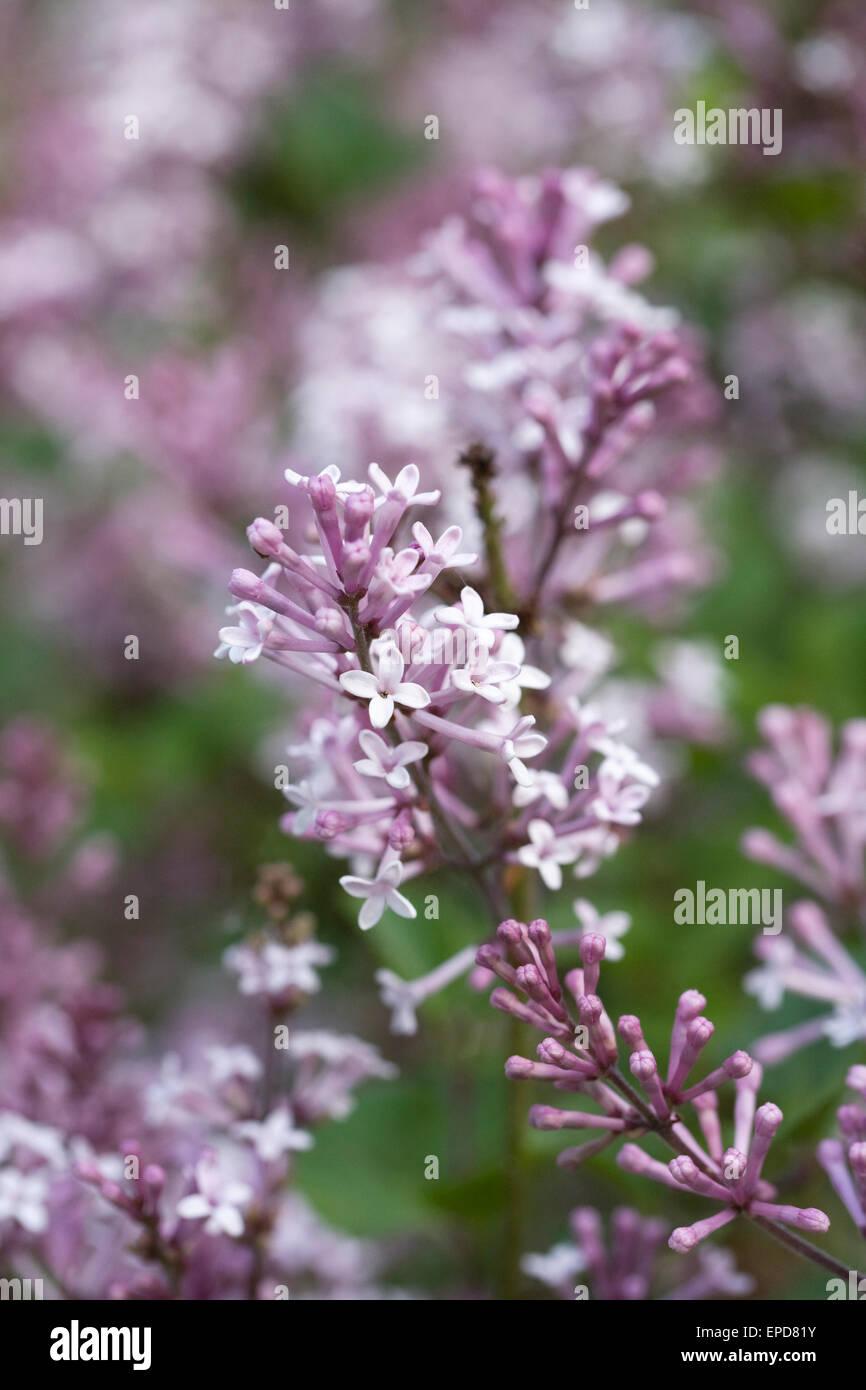 Syringa Meyeri 'Palibin' fleurs. Banque D'Images