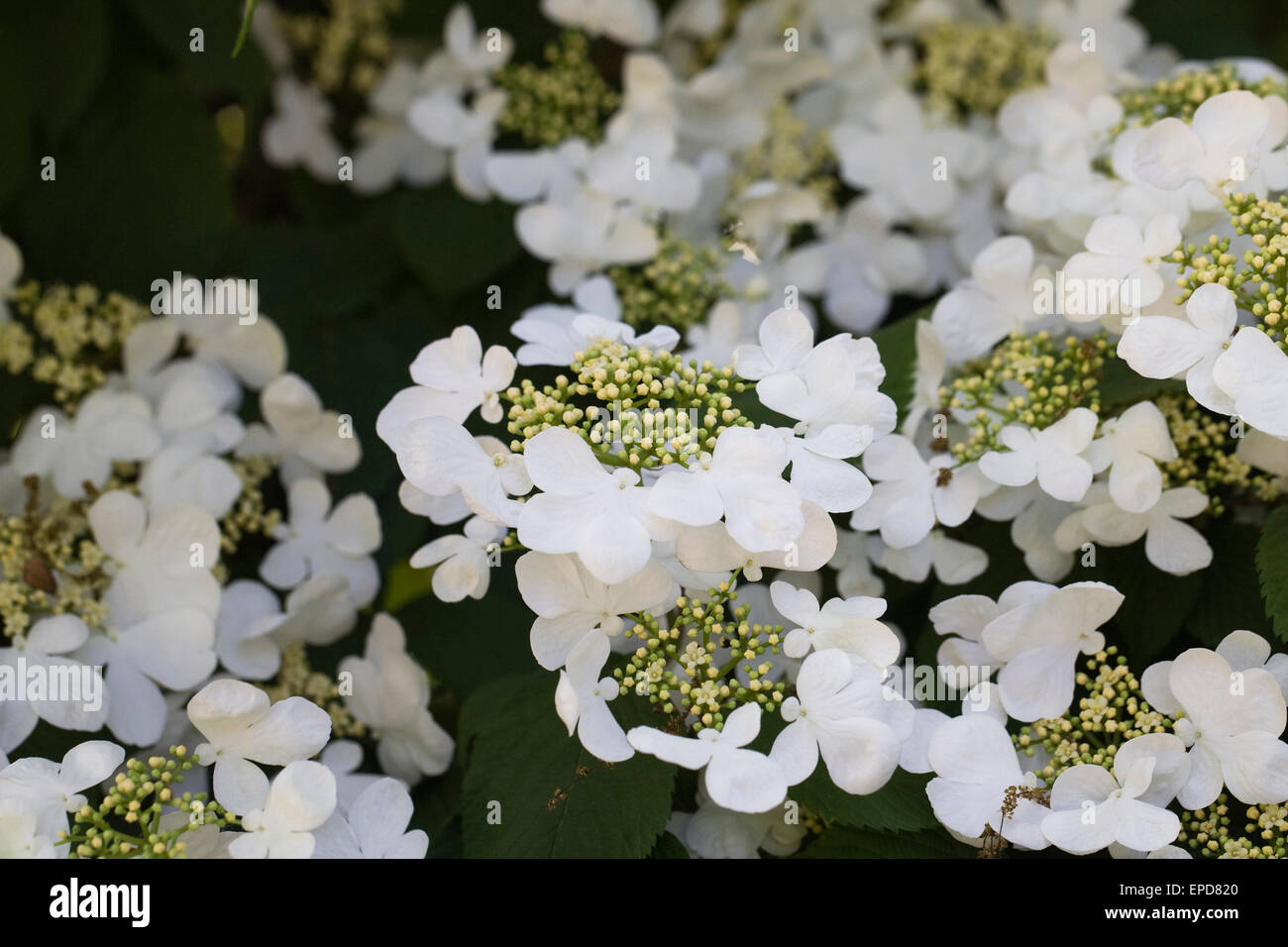 Viburnum plicatum f. Tomentosum des fleurs au printemps. Banque D'Images