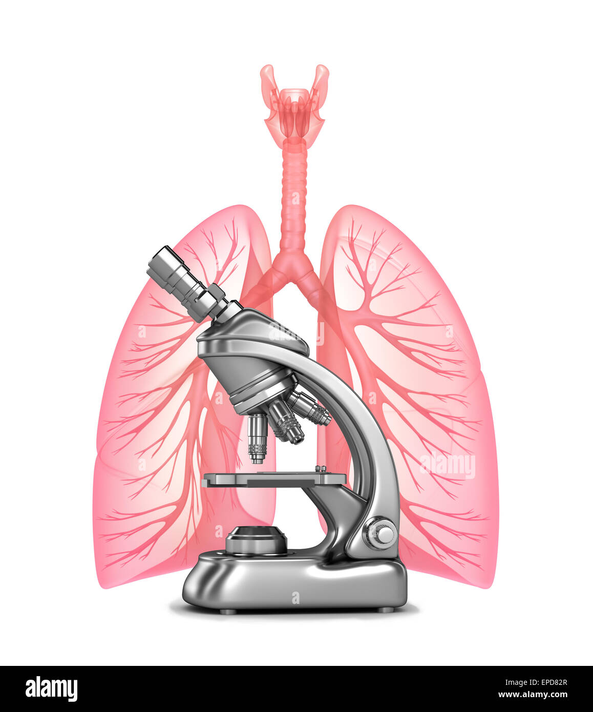La recherche des poumons et des bronches avec Banque D'Images