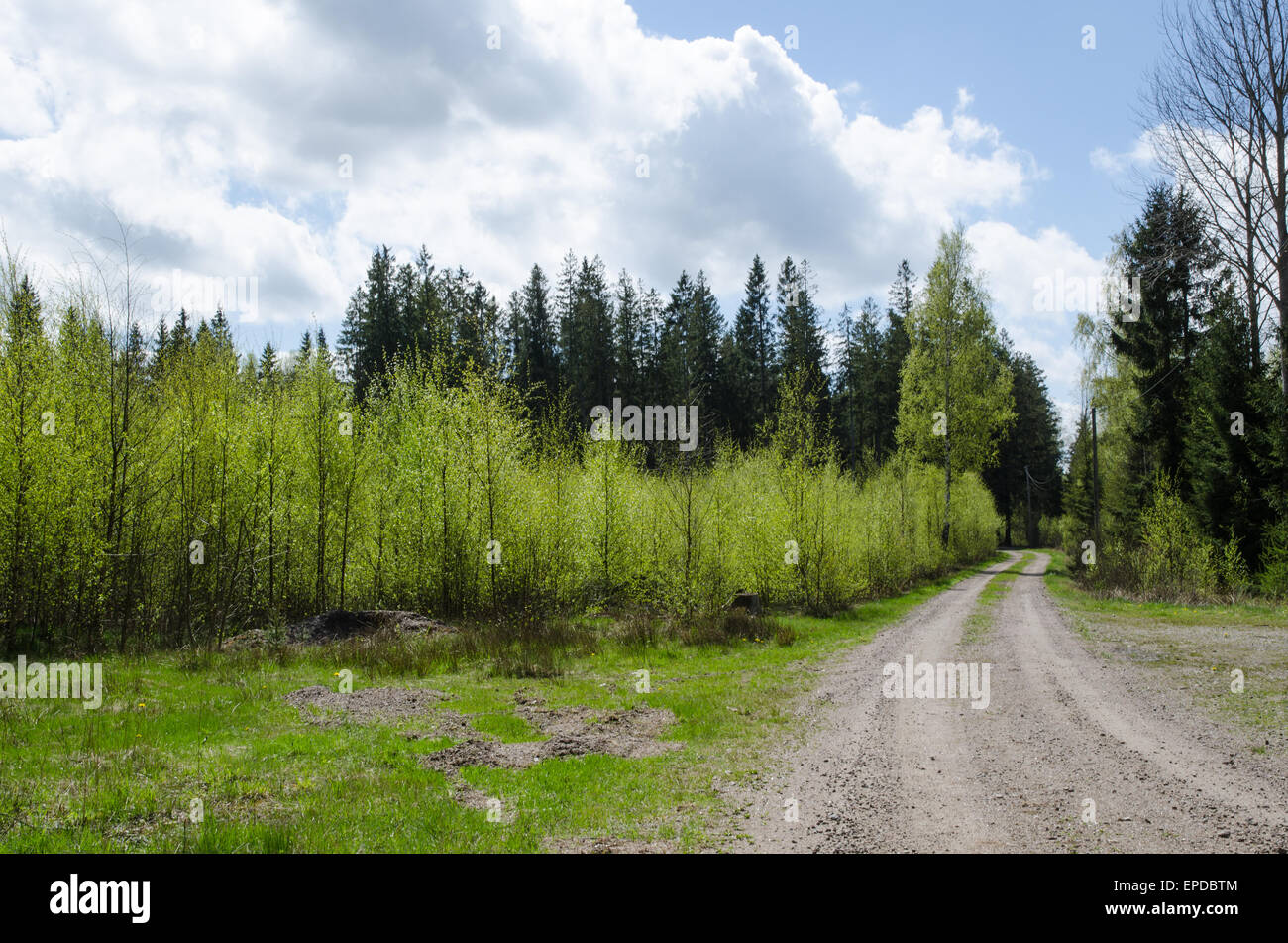 Route de gravier sinueuses à travers une forêt au printemps Banque D'Images