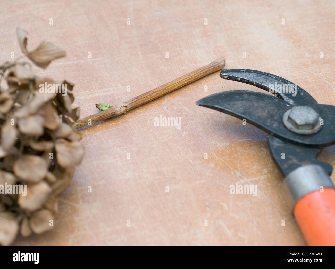 Sécateur avec hortensia séché Banque D'Images