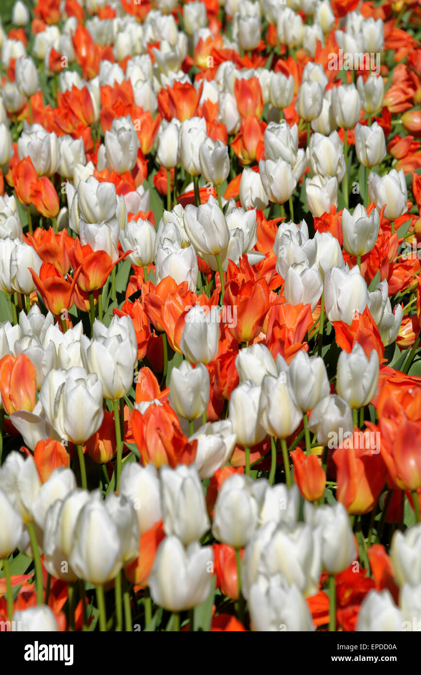 Tulipes orange et blanc sur un parterre de fleurs, printemps, Mai Banque D'Images