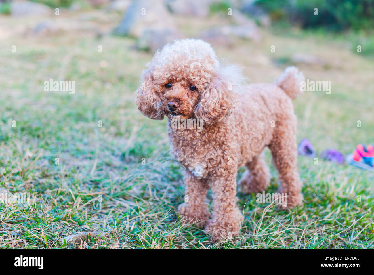 Les jeunes poodle standing on the grass Banque D'Images