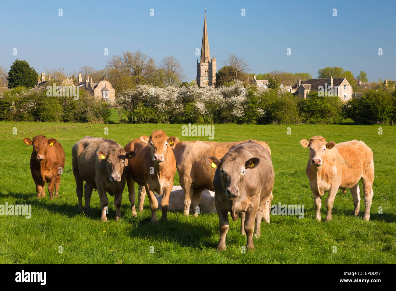 Les vaches dans le pré par village des Cotswolds, Cotswolds, Burford, Oxfordshire, Angleterre, Royaume-Uni, Europe Banque D'Images