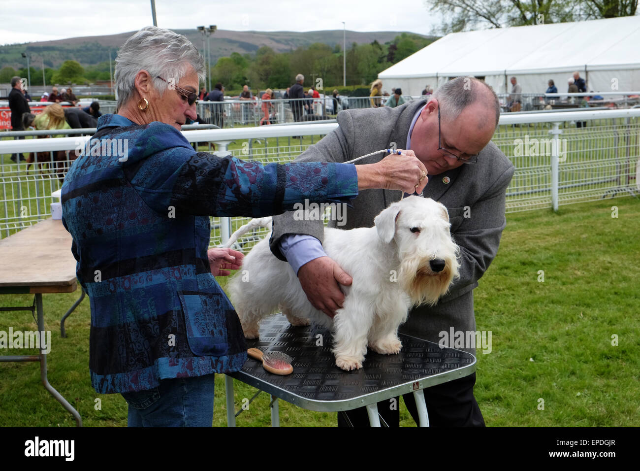 Royal Welsh Spring Festival Builth Wells, Pays de Galles, Royaume-Uni, mai 2015. Le juge vérifie les armoiries et l'état d'un Sealyham Terrier pendant la compétition de chien le dernier jour de la Royal Welsh Fête du printemps sous un ciel gris à la fête champêtre showground de Builth Wells. Le Sealyham Terrier est une race rare Welsh de petites à moyennes terrier qui est originaire du pays de Galles comme un chien de travail. Banque D'Images