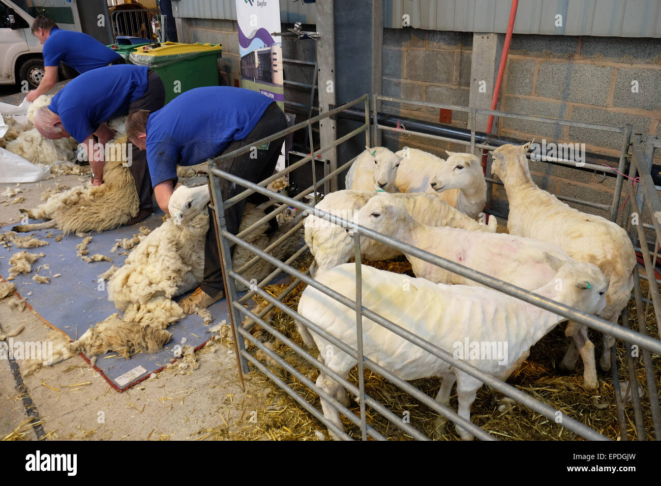 Royal Welsh Spring Festival Builth Wells, Pays de Galles, Royaume-Uni, mai 2015. La tonte des moutons tondus nouveau look frais et propre après avoir été tondus à la main au cours d'une démonstration de la tonte sur le deuxième jour de la Royal Welsh Fête du printemps au milieu de l'année au Pays de Galles. Banque D'Images