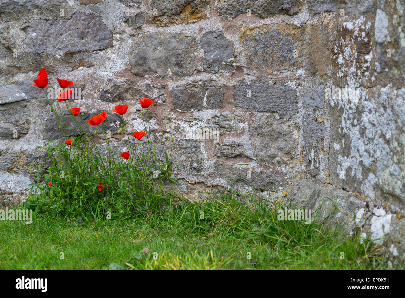 Royaume-uni, Angleterre, dans le Yorkshire. Les coquelicots rouges, Bolton Castle. Banque D'Images