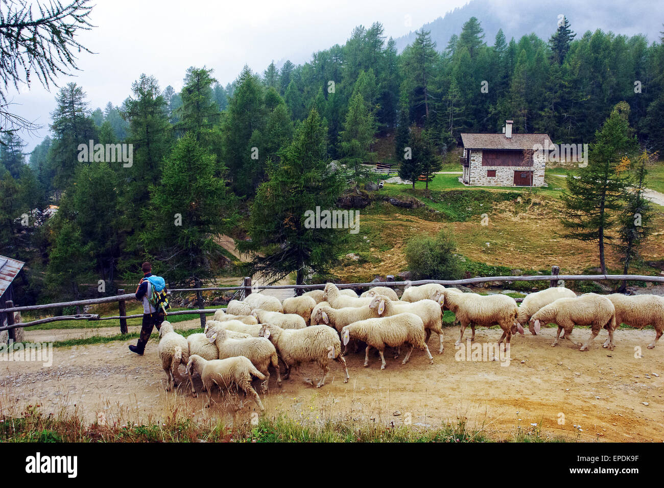 Italie Trentin Stelvio National Park Val di Pejo, moutons Banque D'Images