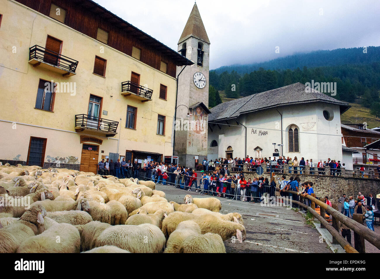 Italie Trentin Stelvio National Park Val di Pejo, Pejo village moutons Banque D'Images