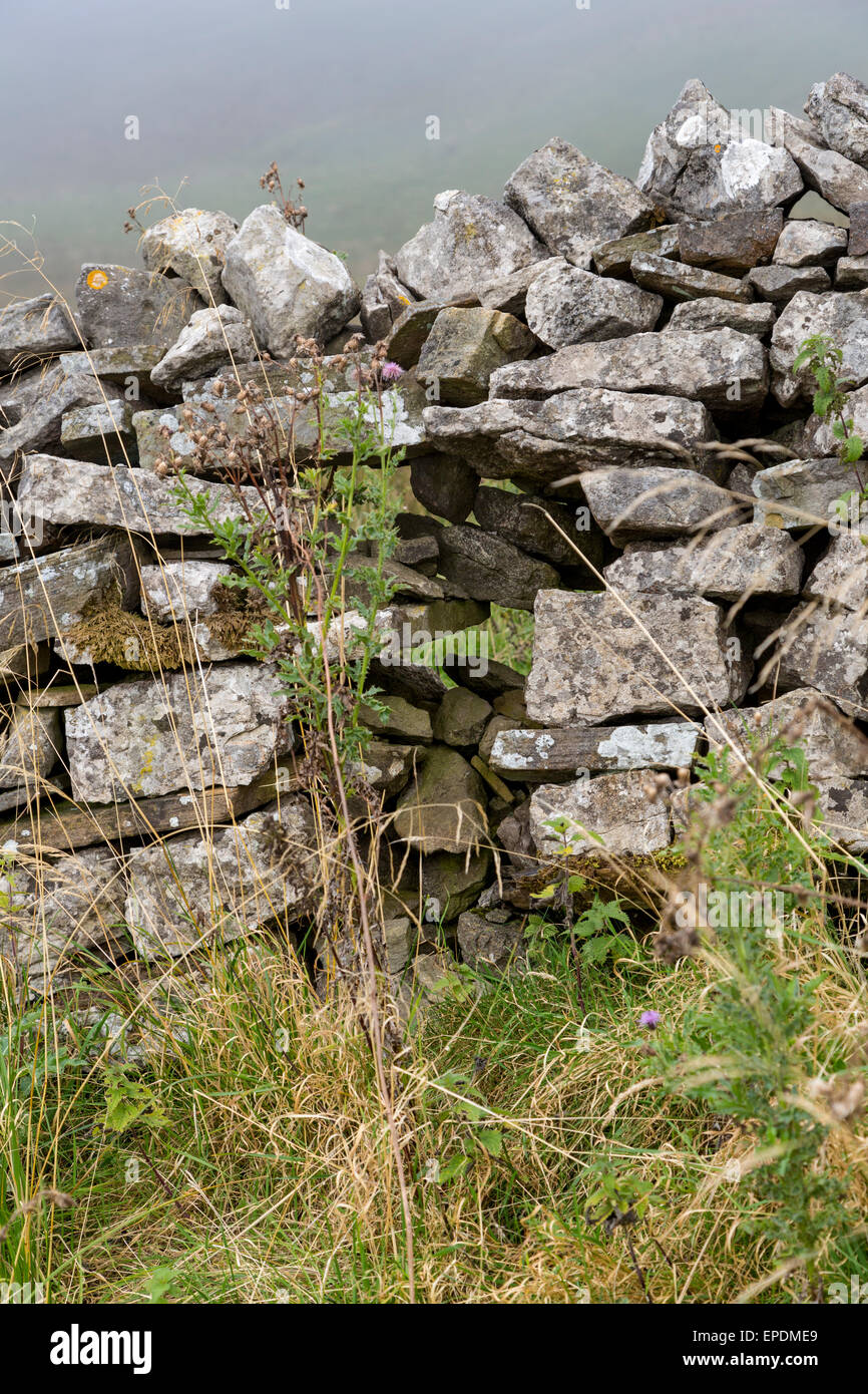 Royaume-uni, Angleterre, dans le Yorkshire Dales. Les clôtures en pierre de délimiter les limites des champs. Banque D'Images